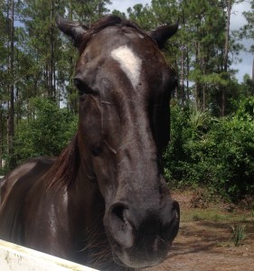 I was so happy a minute ago. Then Stevie came over to say hello. Boys, I gave him a look so he would know exactly where I stand...